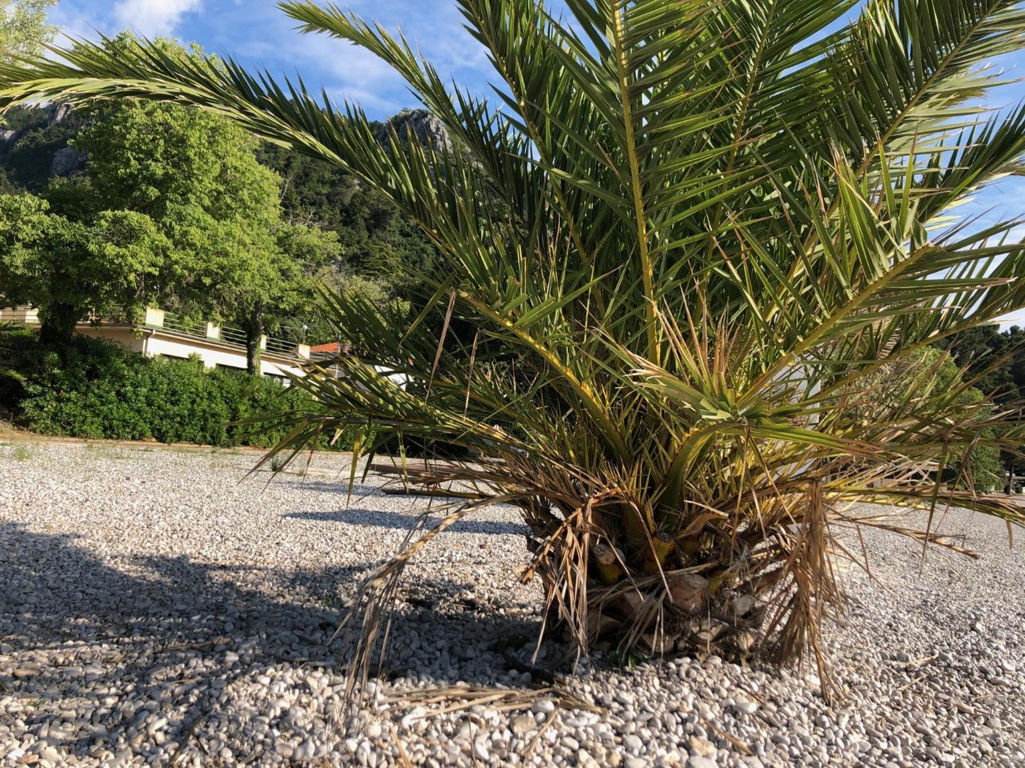 Villa Sabine Apartment Losinj Medveja Eksteriør bilde